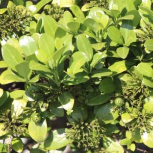 Psydrax locuples (Canthium locuples) - Sand Quar, Krantz Quar - 5 Seed Pack