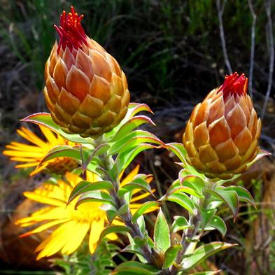 Relhania speciosa - Perdekaroo - 5 Seed Pack