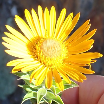 Relhania speciosa - Perdekaroo - 5 Seed Pack - Image 2