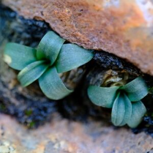 Rhadamanthus karooicus (Drimia karooica) - 5 Seed Pack
