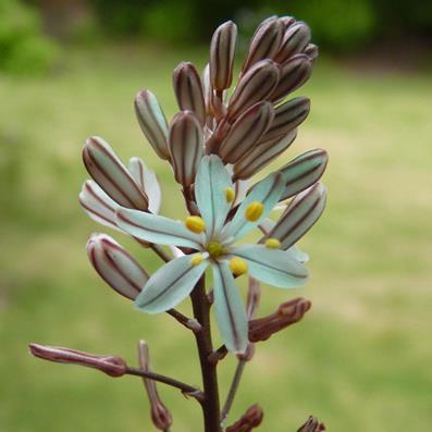 Rhadamanthus karooicus (Drimia karooica) - 5 Seed Pack - Image 2