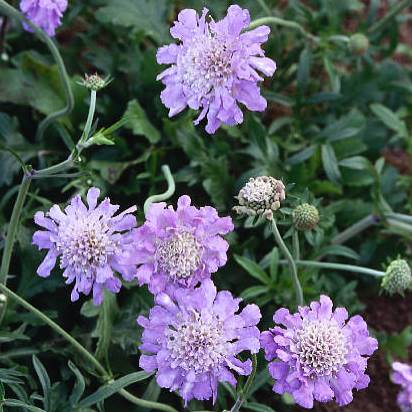 Scabiosa columbaria (Scabiosa anthemifolia) - Meerjarige Skurfkruid; Bachelor's Buttons - 5 Seed Pack