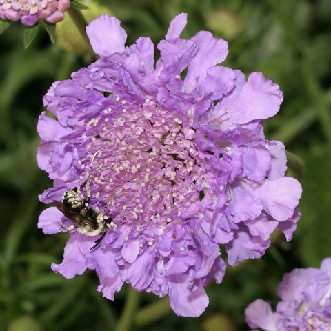 Scabiosa columbaria (Scabiosa anthemifolia) - Meerjarige Skurfkruid; Bachelor's Buttons - 5 Seed Pack - Image 2