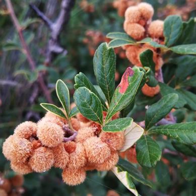 Searsia incisa (Rhus incisa) - Baardbessie; Rub-Rub Berry, Rub-rub Currant - 5 Seed Pack
