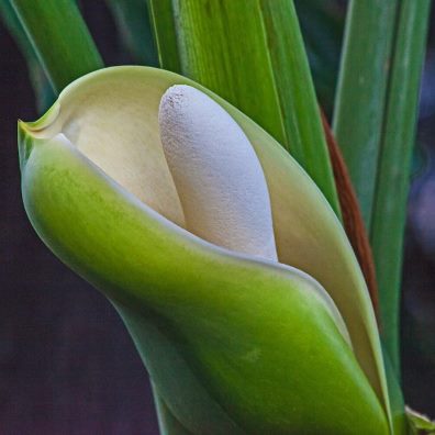 Thaumatophyllum bipinnatifidum (Philodendron selloum) - Tree Philodendron - 10 Seed Pack - Image 4