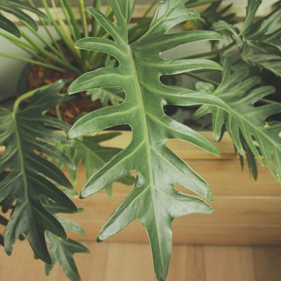 Thaumatophyllum bipinnatifidum (Philodendron selloum) - Tree Philodendron - 10 Seed Pack - Image 3