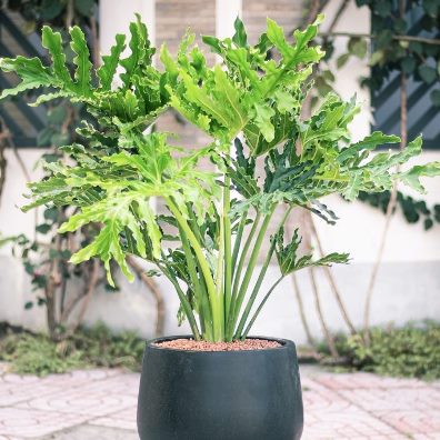 Thaumatophyllum bipinnatifidum (Philodendron selloum) - Tree Philodendron - 10 Seed Pack - Image 2