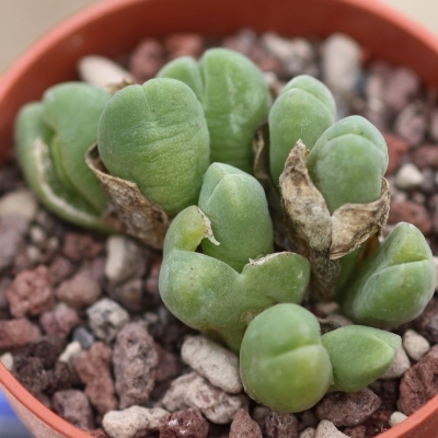 Vanheerdea roodiae (Rimaria roodiae) - 10 Seed Pack - Image 2