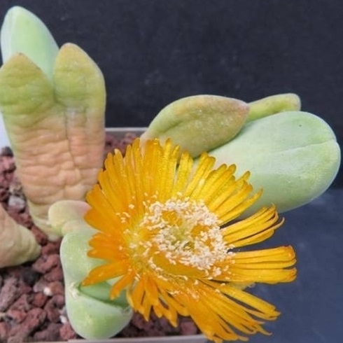 Vanheerdea roodiae (Rimaria roodiae) - 10 Seed Pack