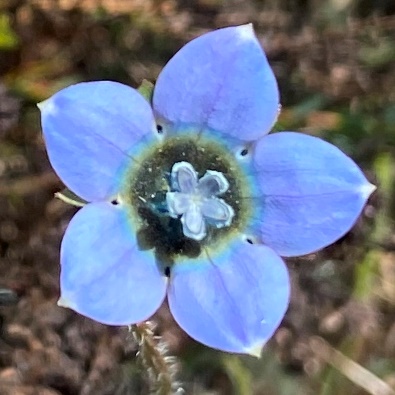 Wahlenbergia capensis (Campanula capensis) - Cape Bluebell - 10 Seed Pack - Image 4