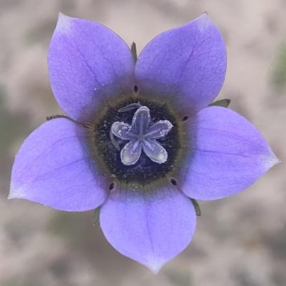 Wahlenbergia capensis (Campanula capensis) - Cape Bluebell - 10 Seed Pack