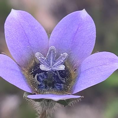 Wahlenbergia capensis (Campanula capensis) - Cape Bluebell - 10 Seed Pack - Image 3