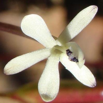 Xenoscapa fistulosa (Anomatheca fistulosa) - 10 Seed Pack