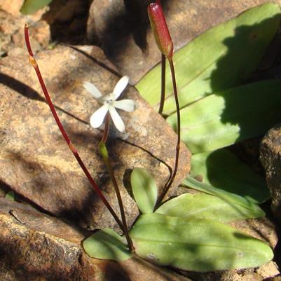 Xenoscapa fistulosa (Anomatheca fistulosa) - 10 Seed Pack - Image 2