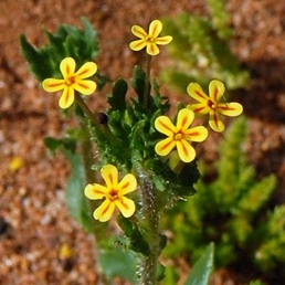 Zaluzianskya divaricata (Manulea divaricata) - Spreading Night Phlox - 5 Seed Pack - Image 2