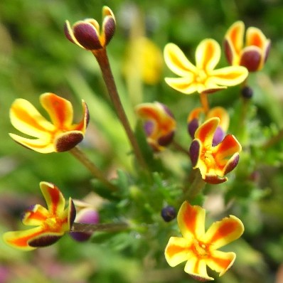 Zaluzianskya divaricata (Manulea divaricata) - Spreading Night Phlox - 5 Seed Pack - Image 5