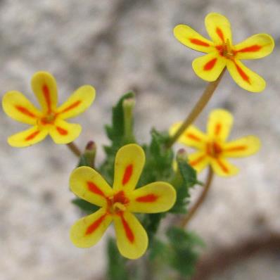 Zaluzianskya divaricata (Manulea divaricata) - Spreading Night Phlox - 5 Seed Pack