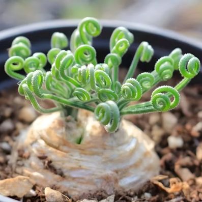 Albuca viscosa (Ornithogalum viscosum) - Sticky Tamarak - 10 Seed Pack