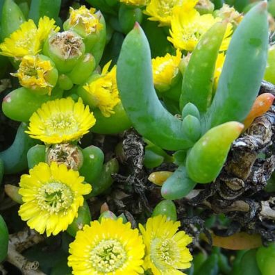 Scopelogena verruculata (Ruschia verruculata) - Warty Rockfig - 5 Seed Pack
