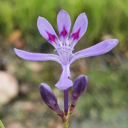 Afrosolen masukuensis (Lapeirousia masukuensis) - 5 Seed Pack