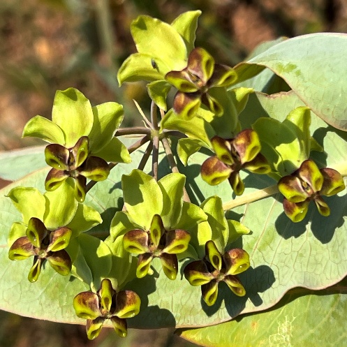 Gomphocarpus glaucophyllus (Asclepias glaucophylla) - 5 Seed Pack - Image 2