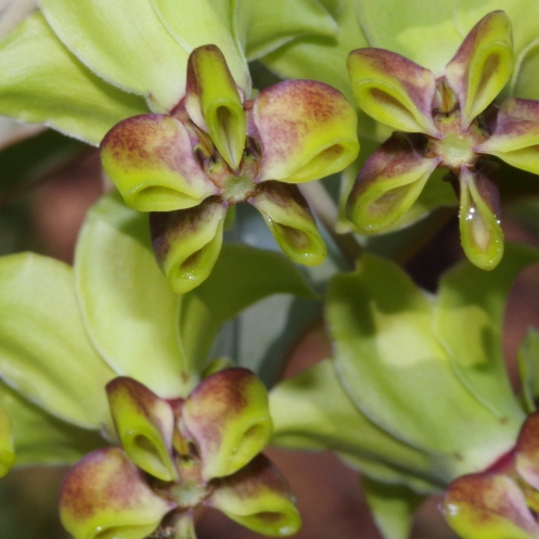 Gomphocarpus glaucophyllus (Asclepias glaucophylla) - 5 Seed Pack