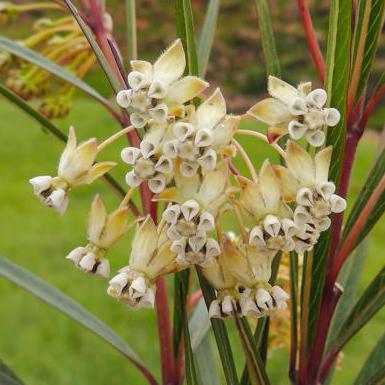 Gomphocarpus rivularis (Asclepias rivularis) - River Milkweed - 5 Seed Pack