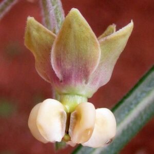 Gomphocarpus tomentosus (Asclepias burchellii) - Woolly Milkweed - 5 Seed Pack