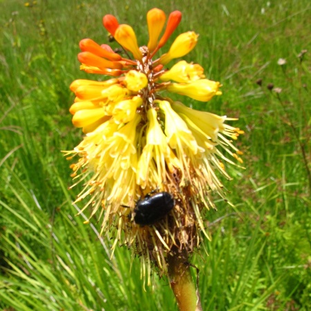 Kniphofia ankaratrensis - 5 Seed Pack