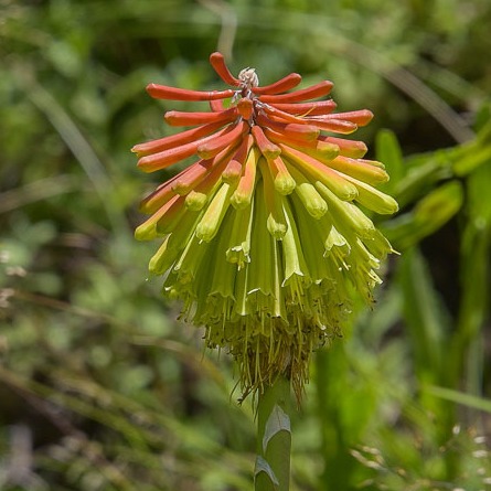 Kniphofia baurii - Green Poker - 5 Seed Pack
