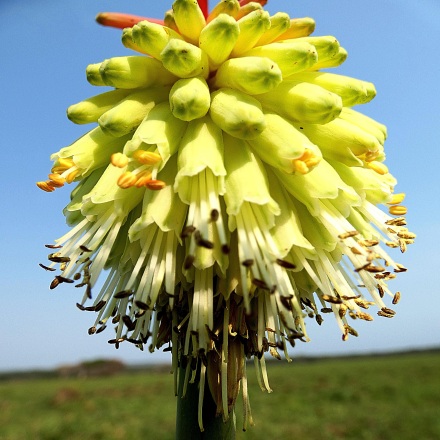 Kniphofia benguellensis - 5 Seed Pack