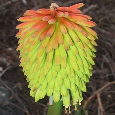 Kniphofia bequaertii - 5 Seed Pack