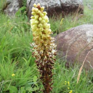 Kniphofia brachystachya (Notosceptrum brachystachyum) - Red-hot Poker - 5 Seed Pack