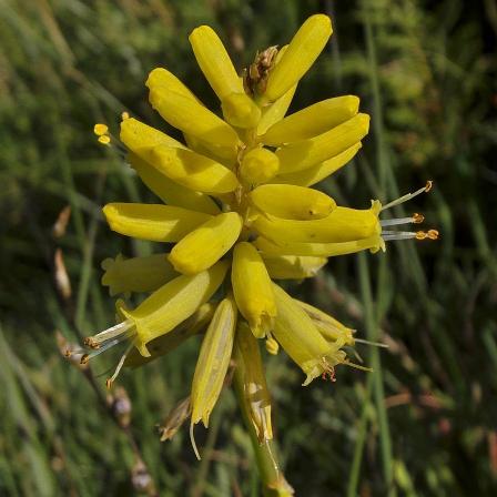 Kniphofia breviflora (Kniphofia schlechteri) - Short Poker - 5 Seed Pack
