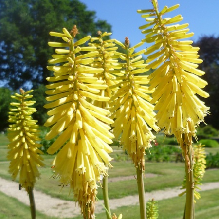 Kniphofia citrina - Lemon Poker - 5 Seed Pack - Image 3