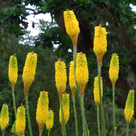 Kniphofia citrina - Lemon Poker - 5 Seed Pack