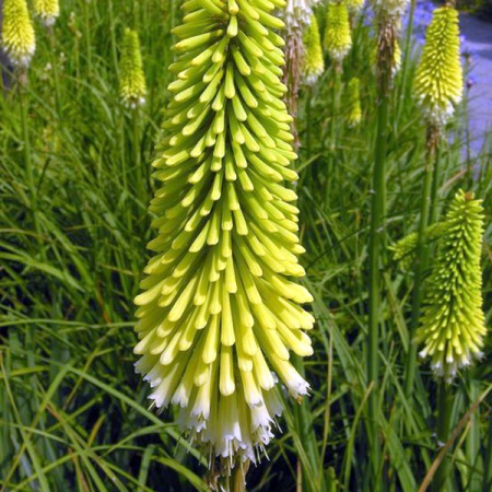 Kniphofia citrina - Lemon Poker - 5 Seed Pack - Image 2
