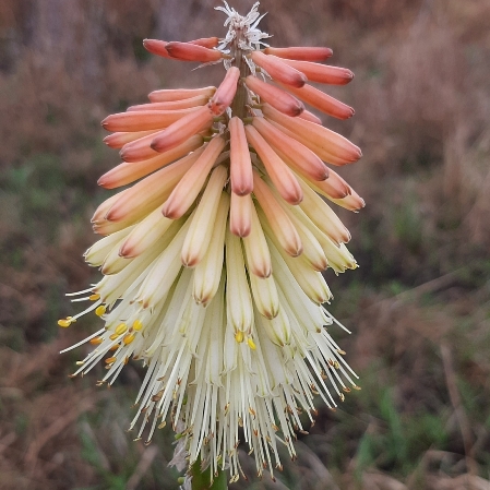 Kniphofia ensifolia subsp. autumnalis - 5 Seed Pack
