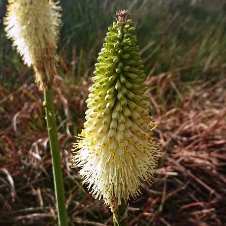 Kniphofia ensifolia subsp. ensifolia (Kniphofia ensifolia var. albiflora) - 5 Seed Pack