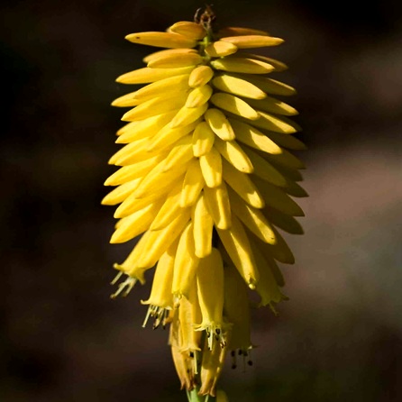 Kniphofia fibrosa - Yellow Berg Poker - 5 Seed Pack