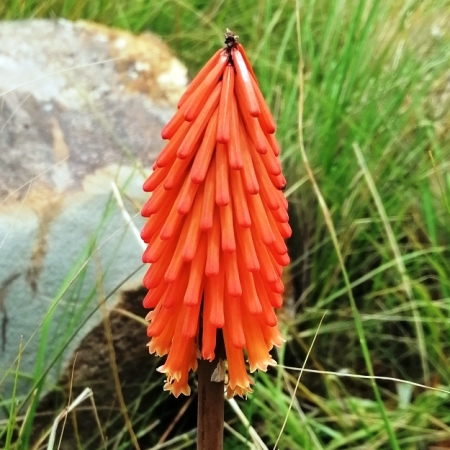 Kniphofia galpinii - Dwarf Salmon Poker - 5 Seed Pack