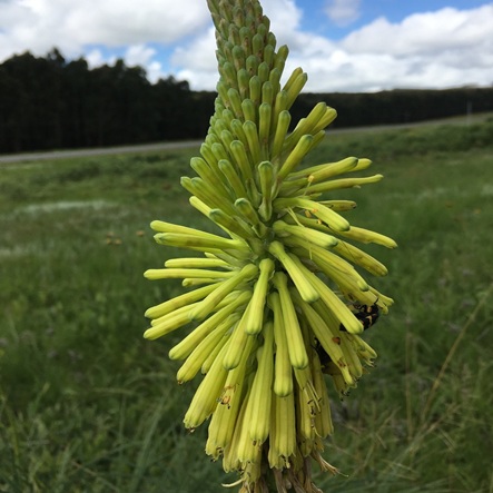 Kniphofia gracilis (Kniphofia modesta) - Graceful Poker - 5 Seed Pack