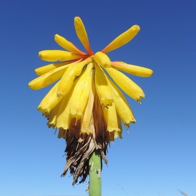 Kniphofia grantii (Kniphofia flavovirens) - 5 Seed Pack - Image 2