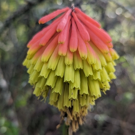 Kniphofia grantii (Kniphofia flavovirens) - 5 Seed Pack