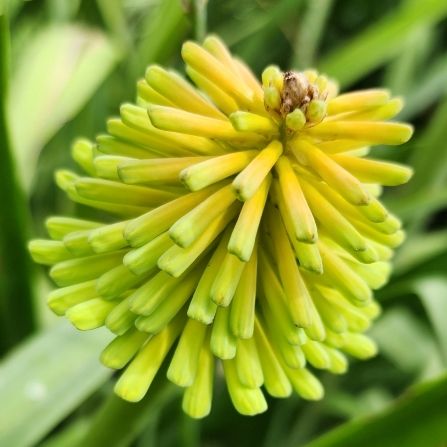 Kniphofia latifolia - 5 Seed Pack