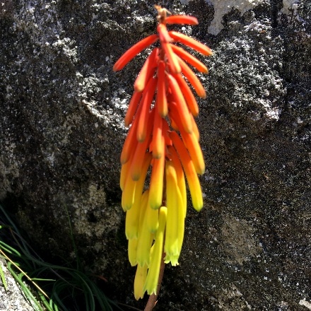 Kniphofia mulanjeana - 5 Seed Pack