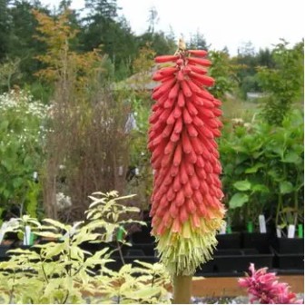 Kniphofia pumila (Kniphofia carinata) - Dwarf Poker - 5 Seed Pack