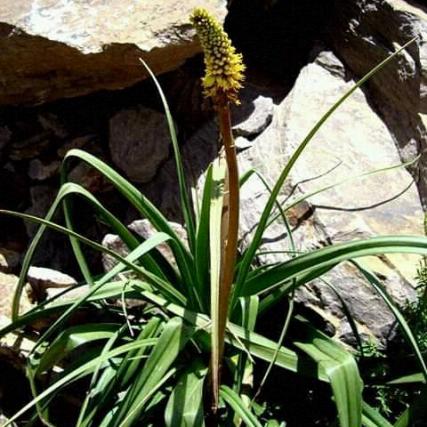 Kniphofia sumarae - 5 Seed Pack
