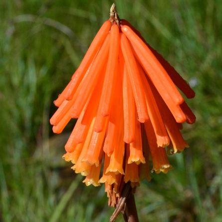 Kniphofia triangularis ssp. obtusiloba (Kniphofia obtusiloba) - Northern Mandarin Poker - 5 Seed Pack