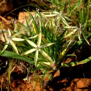 Lapeirousia kalahariensis (Lapeirousia plicata subsp. longifolia) - 5 Seed Pack